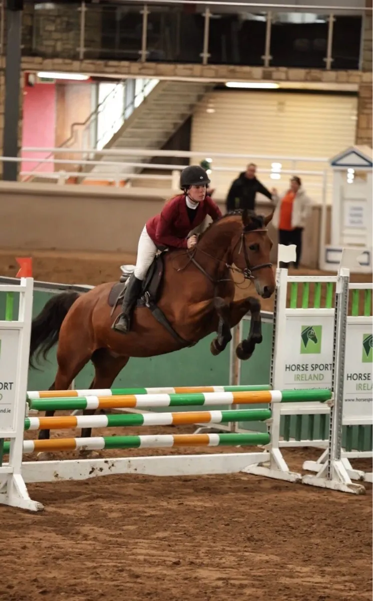 167cm gelding - Image 3