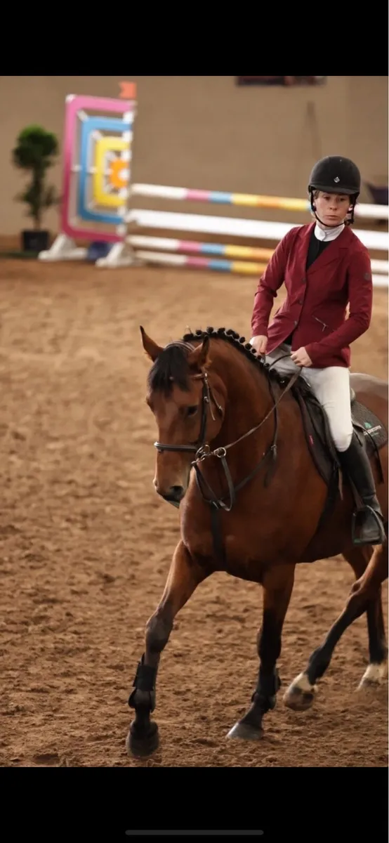167cm gelding - Image 4