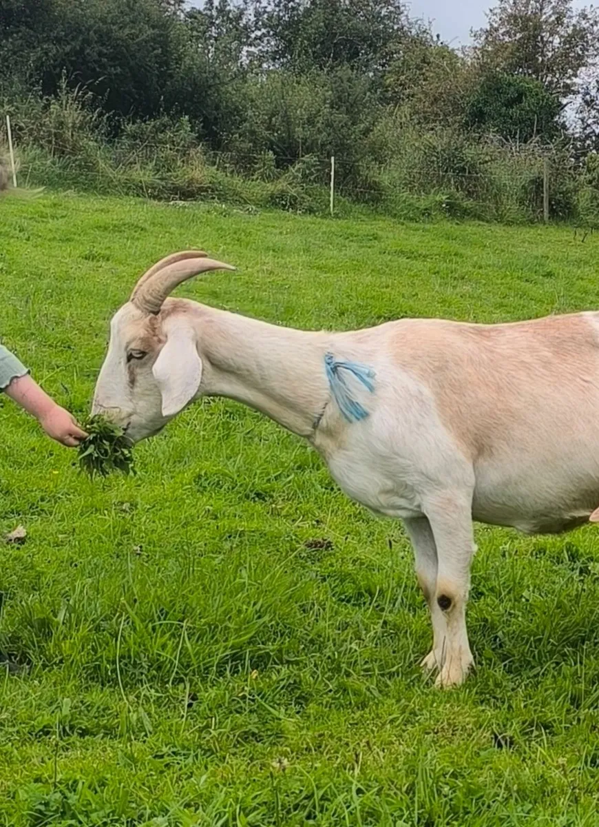 Goats - Image 1