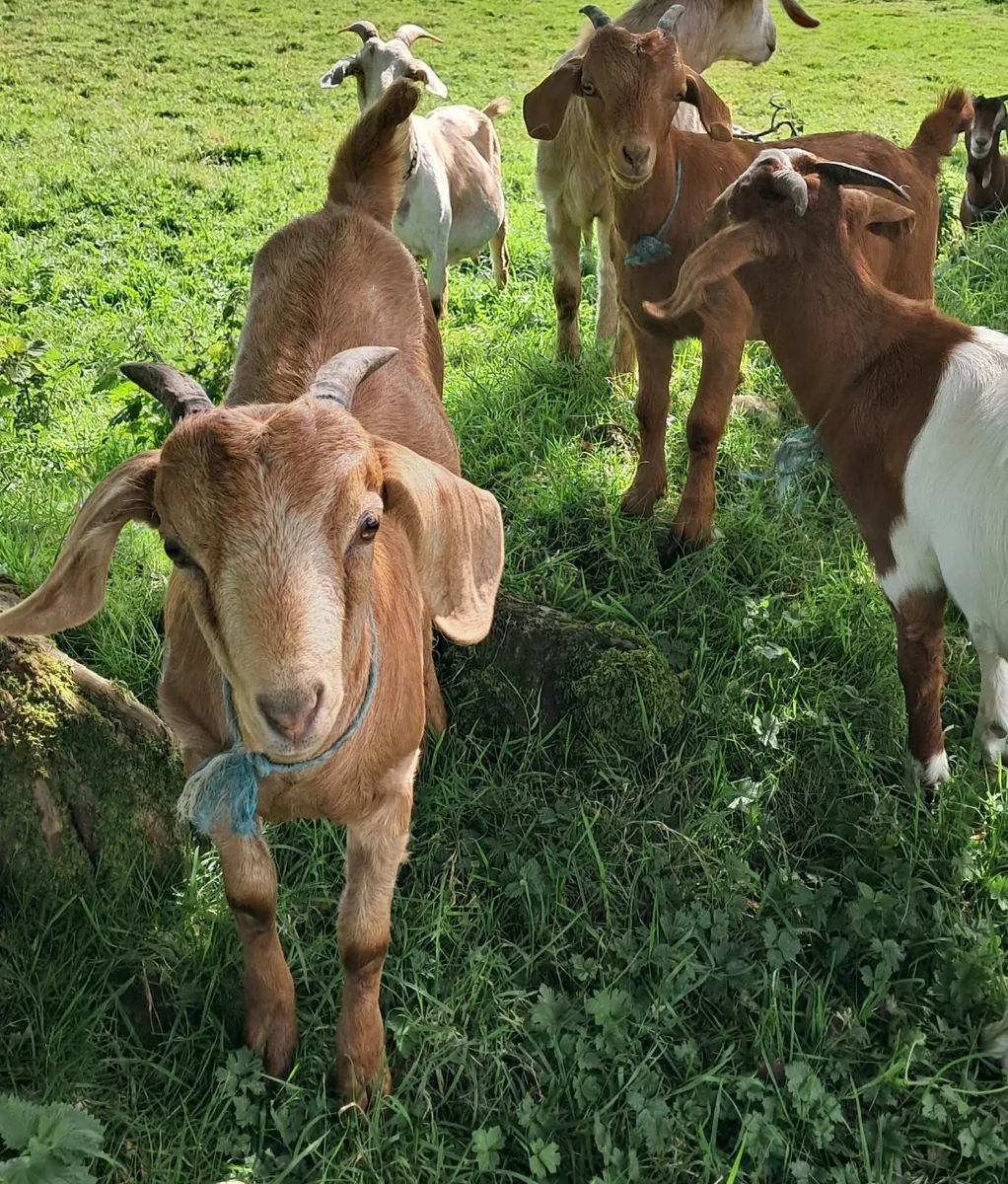 Goats - Image 2
