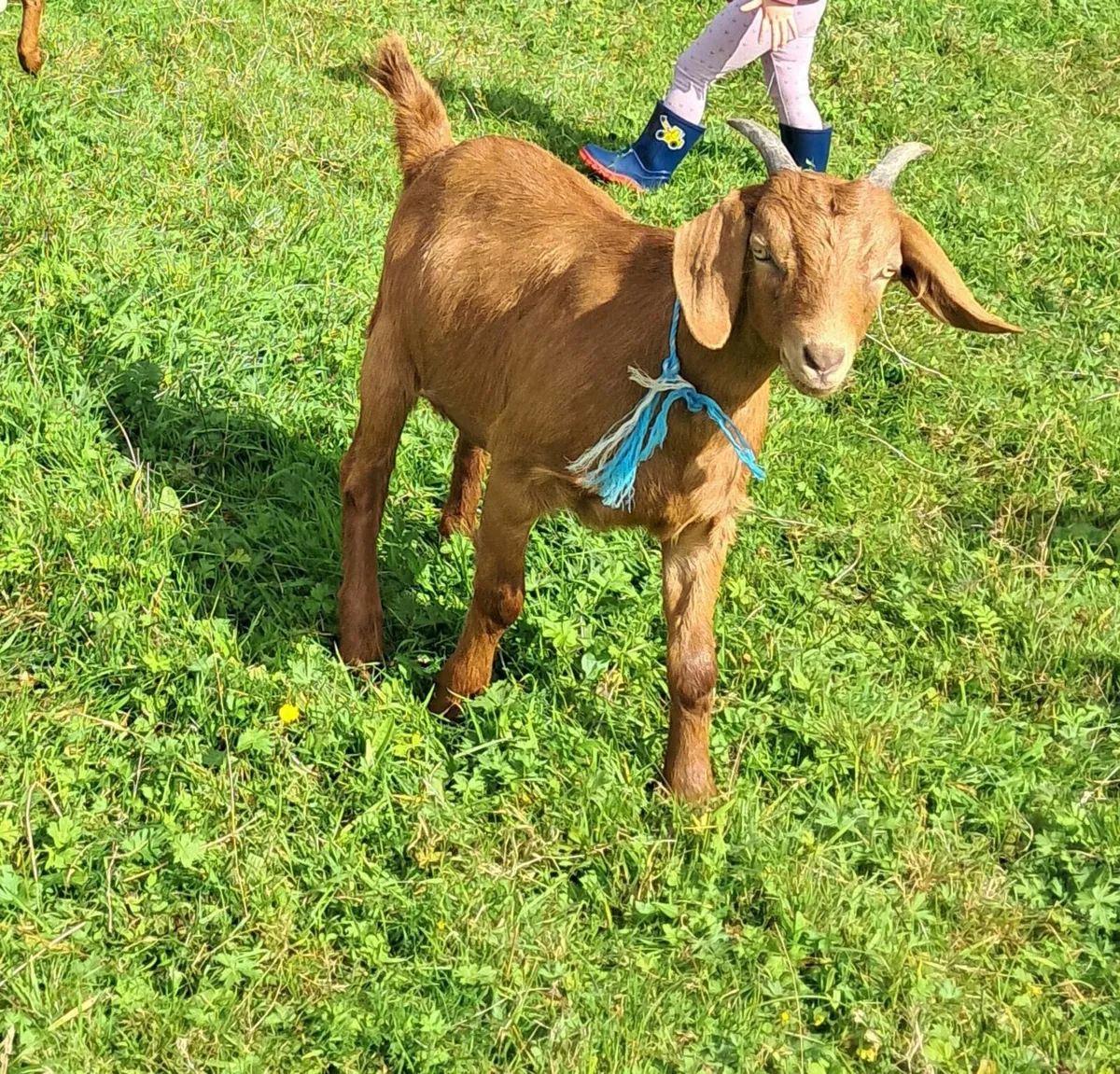 Goats - Image 3