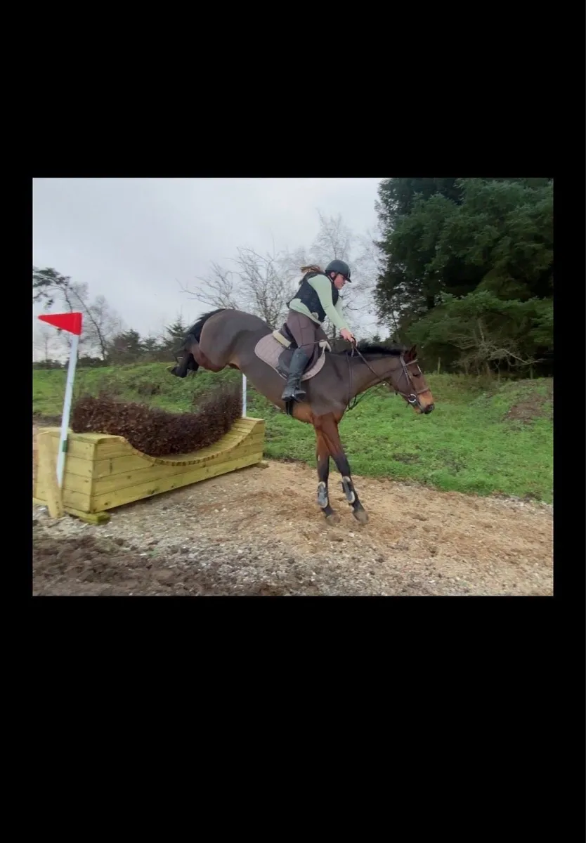 ISH mare - Image 3