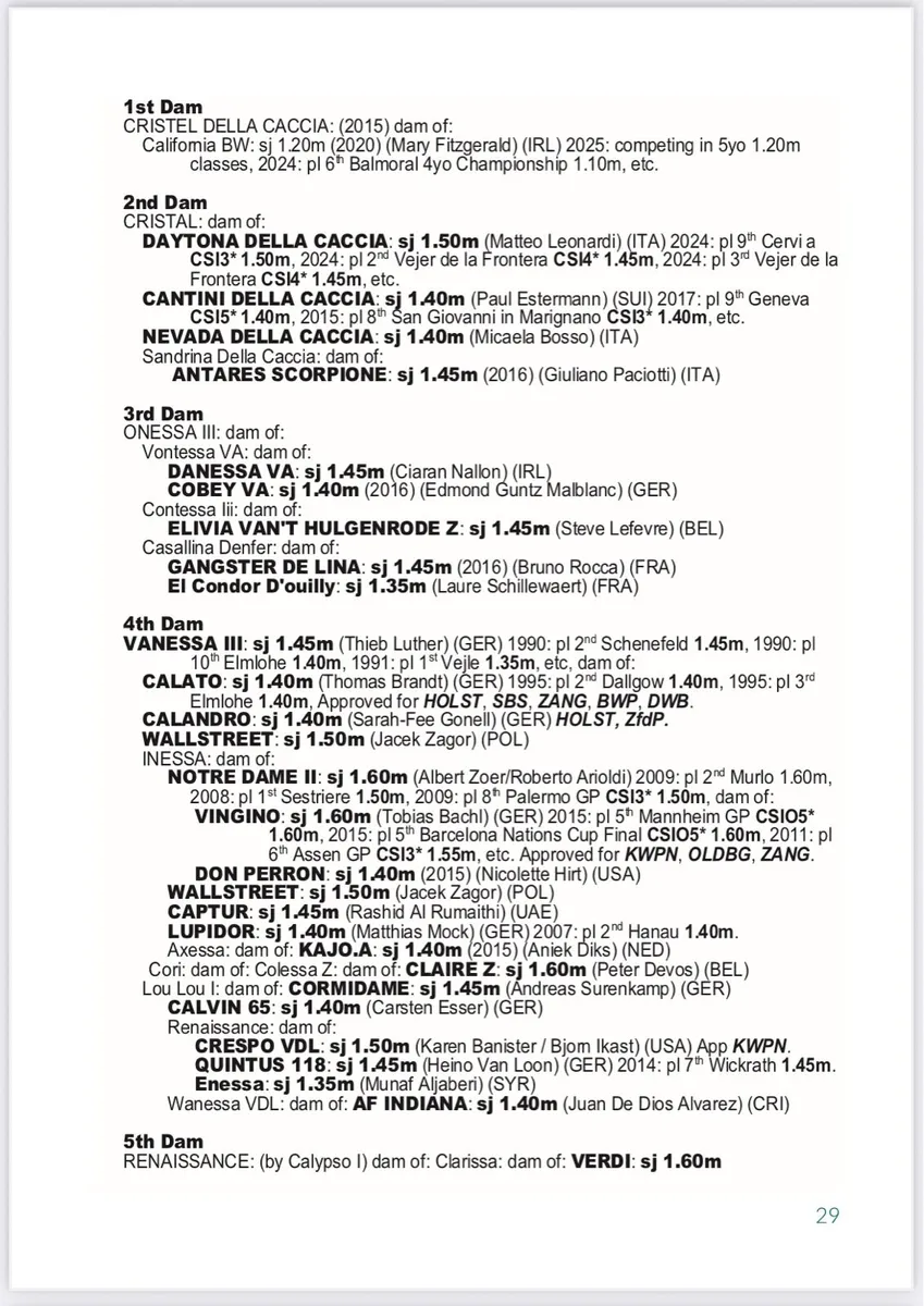 Super Akarad Hero Z Filly - Image 4