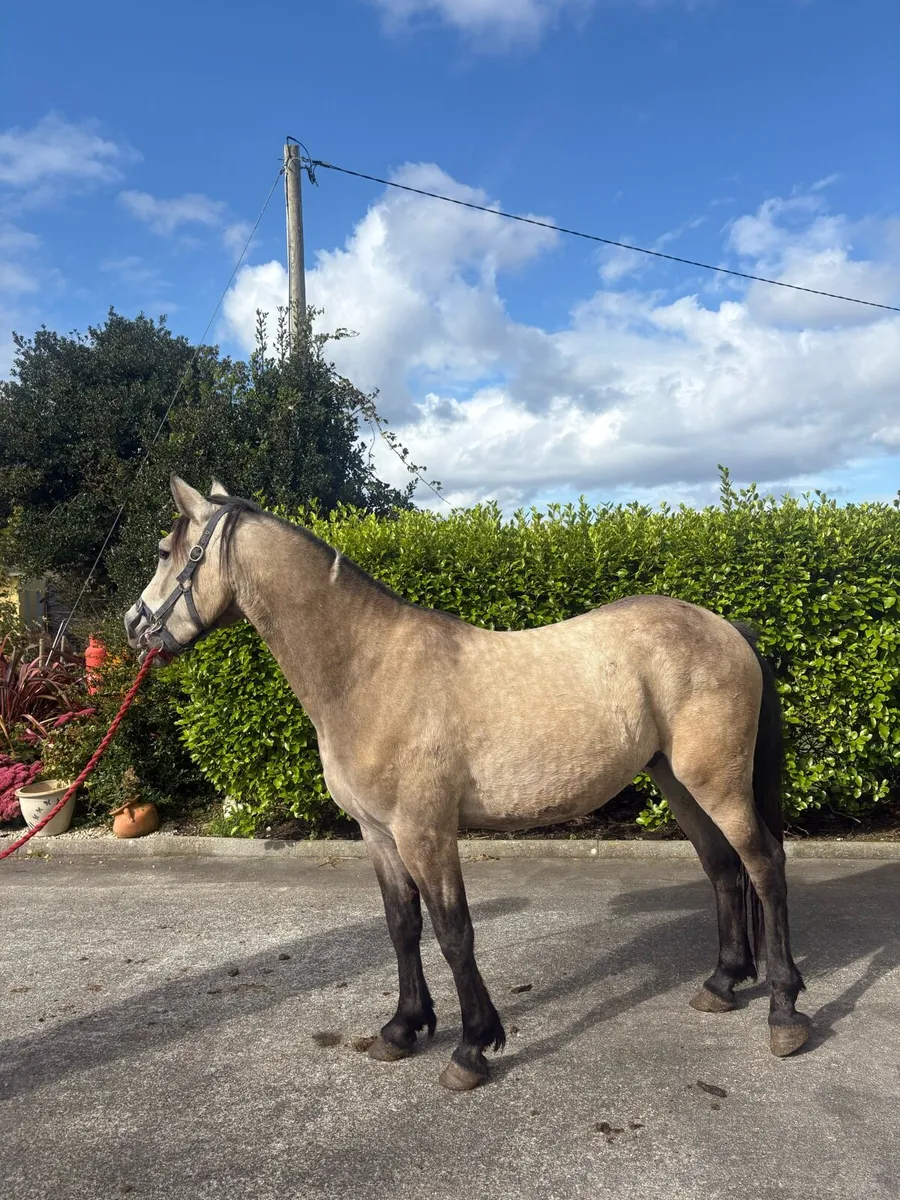 ✨Three year old geldings ✨ - Image 1