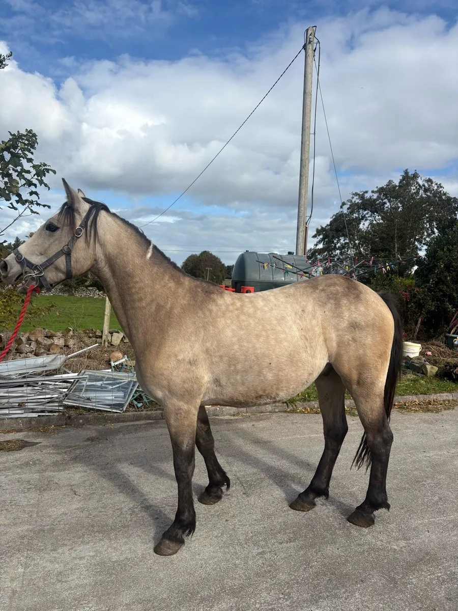 ✨Three year old geldings ✨ - Image 2