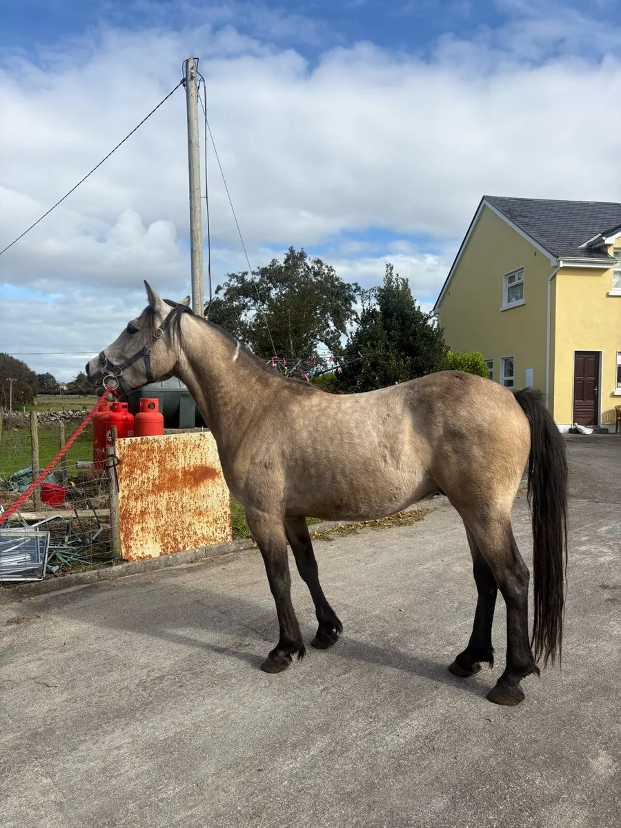 ✨Three year old geldings ✨ - Image 3
