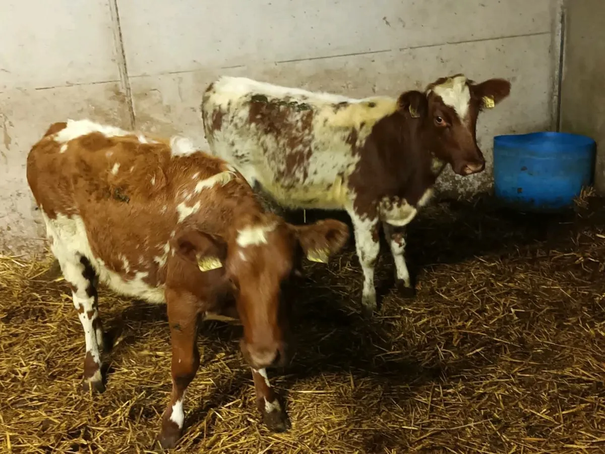 SHORTHORN HEIFERS - Image 2