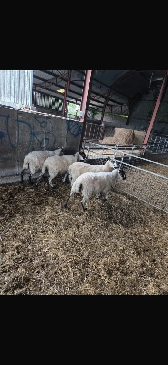 5 mule hogs - Image 1