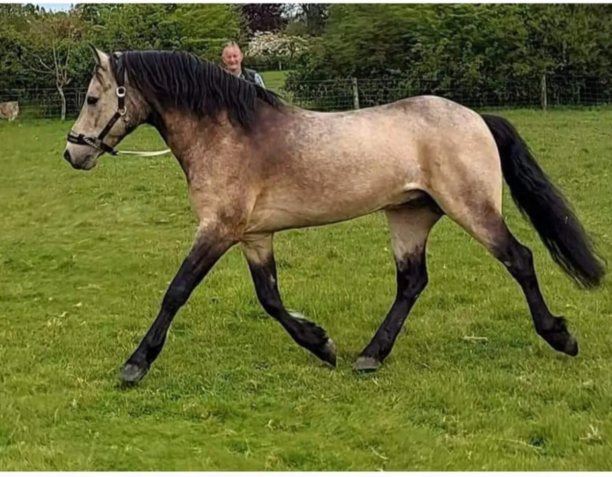 Broodmare - Image 2