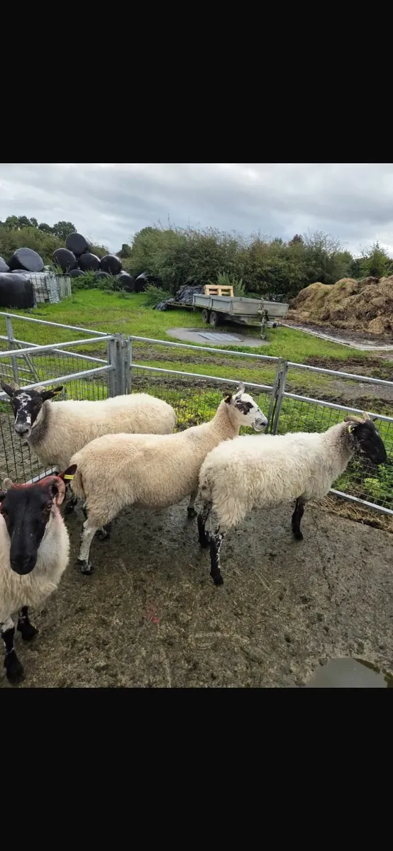 5 mule hogs - Image 4