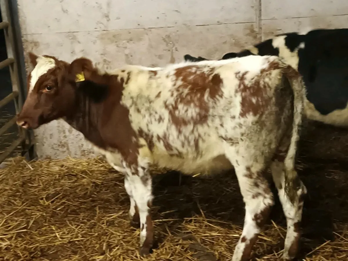 SHORTHORN HEIFERS - Image 3