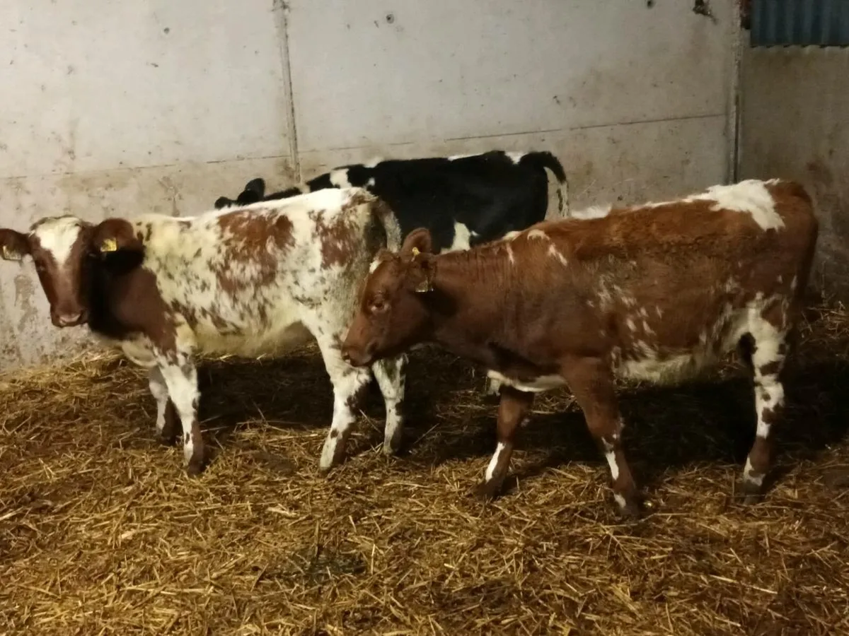 SHORTHORN HEIFERS - Image 1