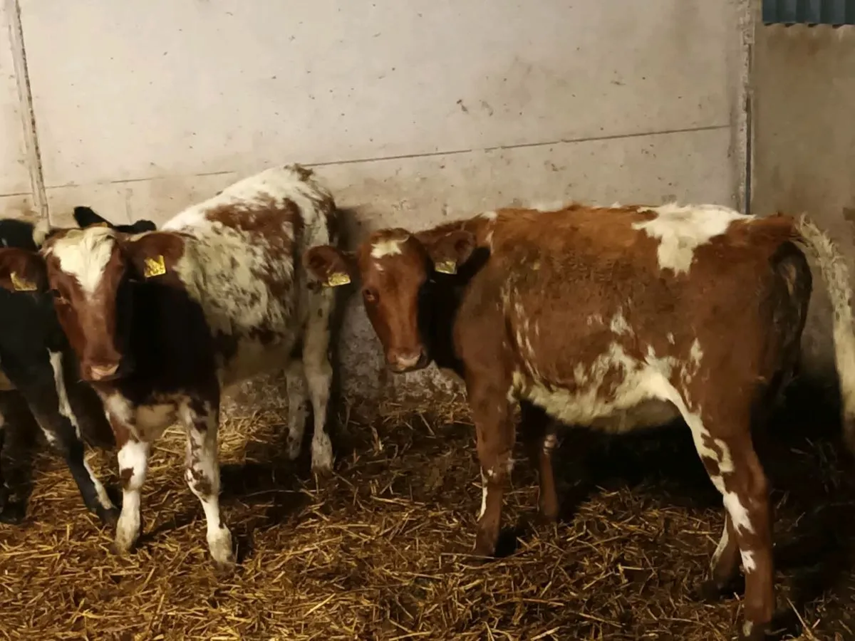 SHORTHORN HEIFERS - Image 4