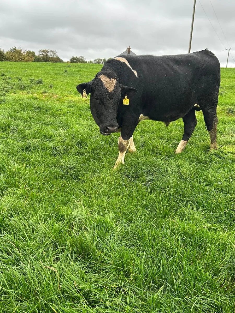 2 Friesian bulls - Image 2
