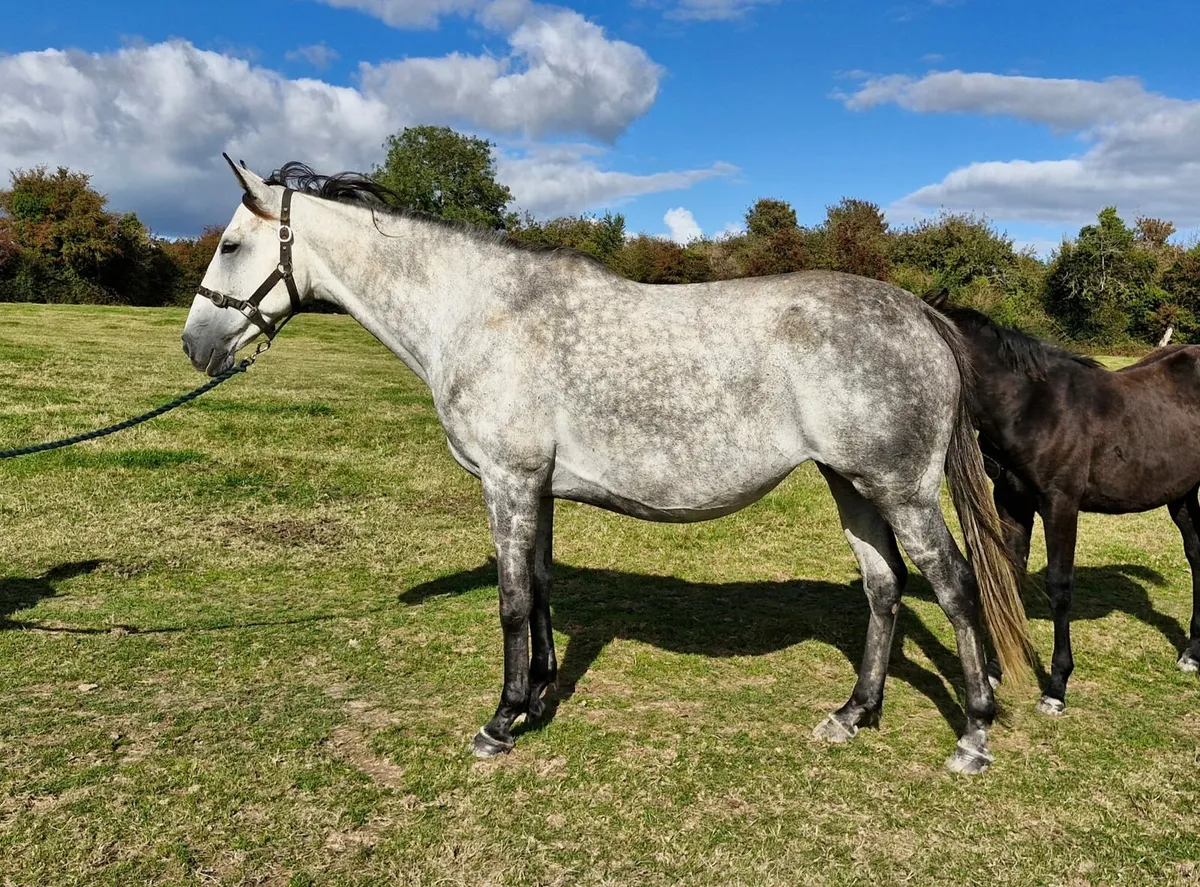 Broodmare - Image 1