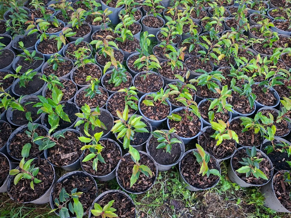 Portuguese Laurel - Image 3