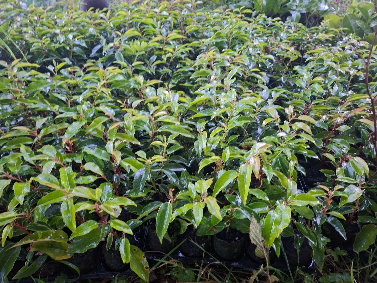 Portuguese Laurel - Image 4