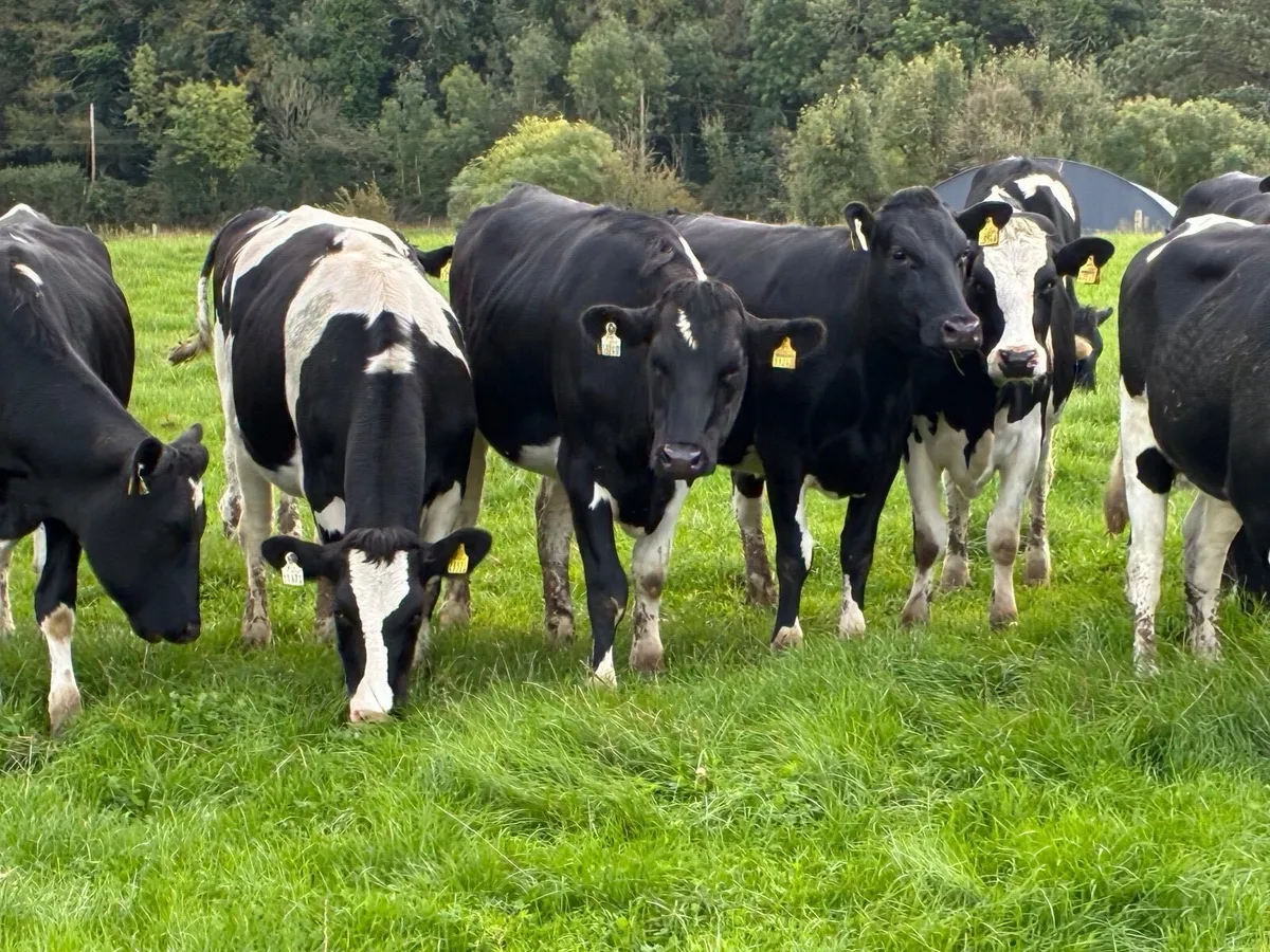 LIVESTOCK 21  INCALF FR HEIFERS - Image 1
