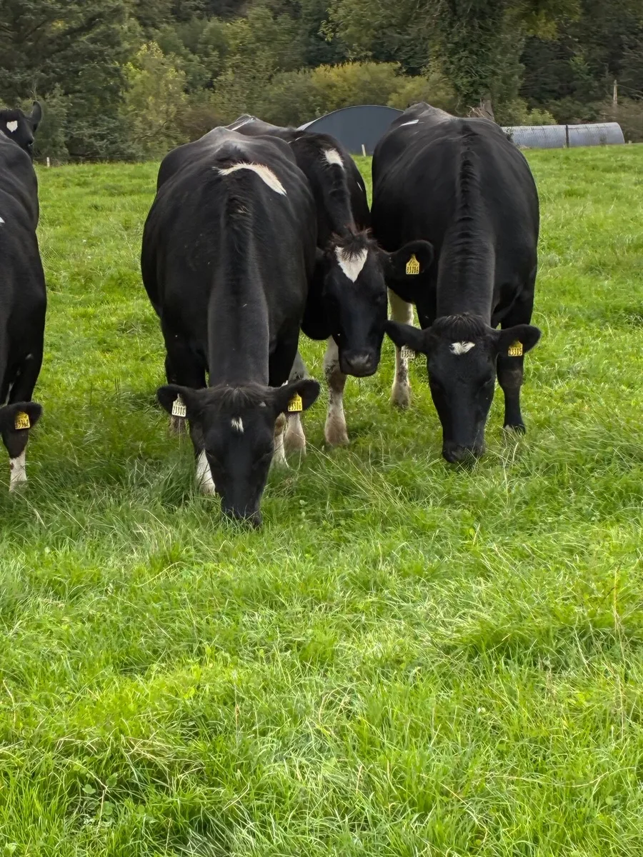 LIVESTOCK 21  INCALF FR HEIFERS - Image 3
