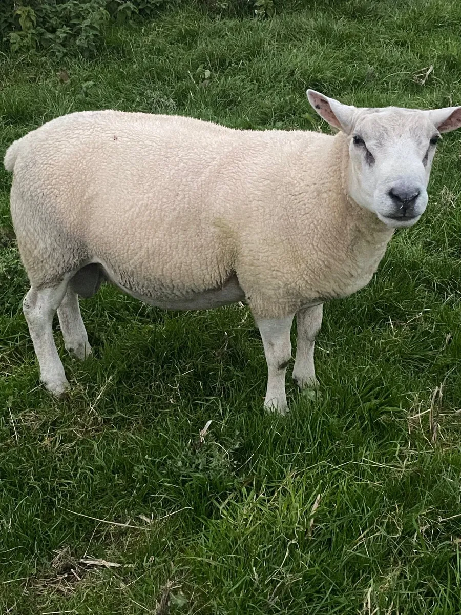 Texel Rams - Image 1