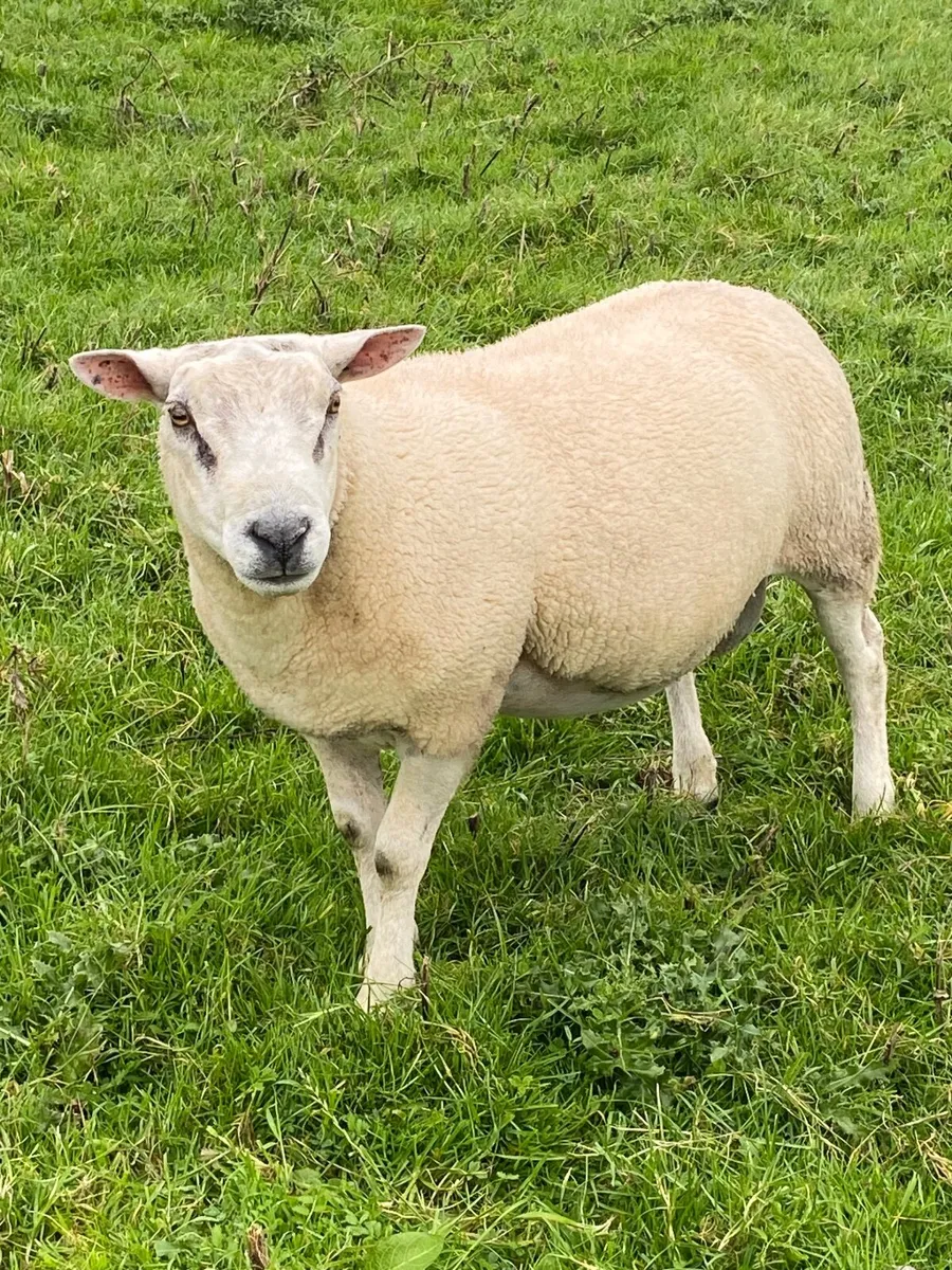 Texel Rams - Image 2
