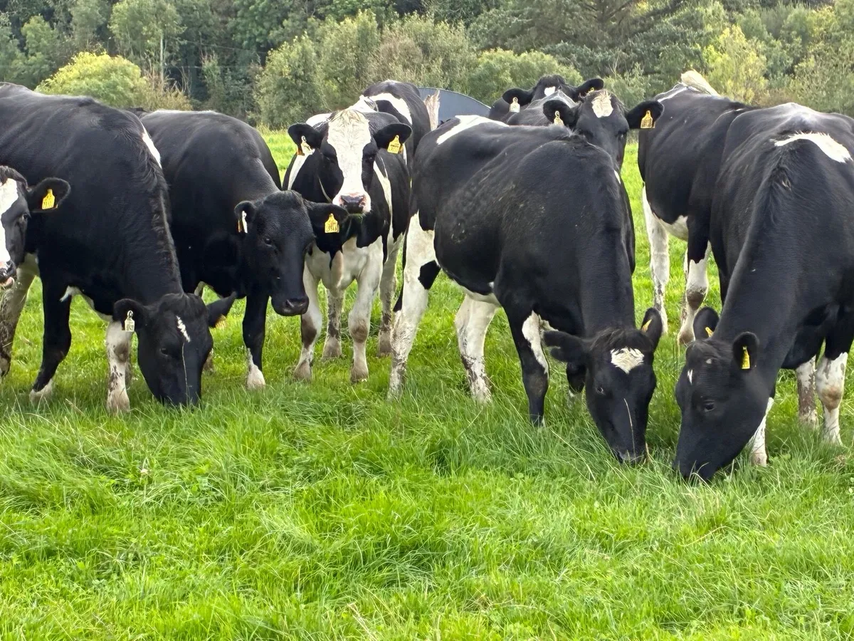 LIVESTOCK 21  INCALF FR HEIFERS - Image 4