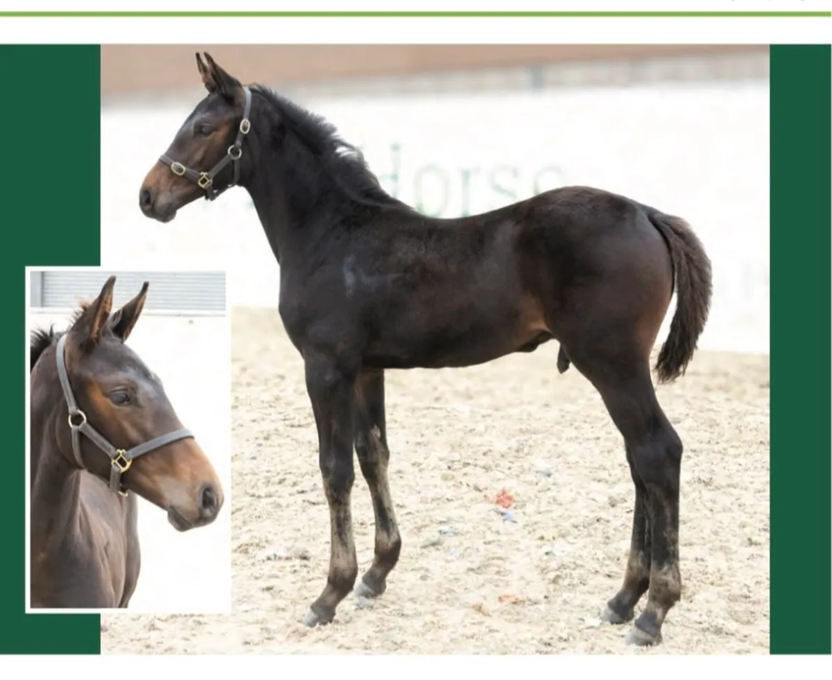 Smashing Pegase Vant Ruytershof Colt - Image 1