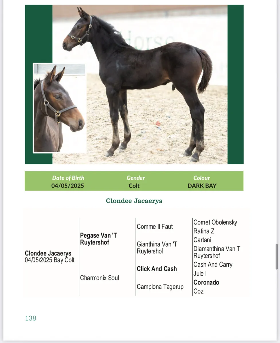 Smashing Pegase Vant Ruytershof Colt - Image 2