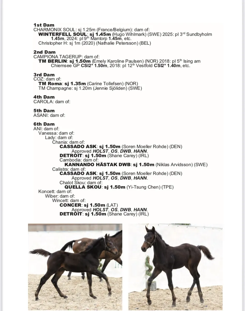 Smashing Pegase Vant Ruytershof Colt - Image 3