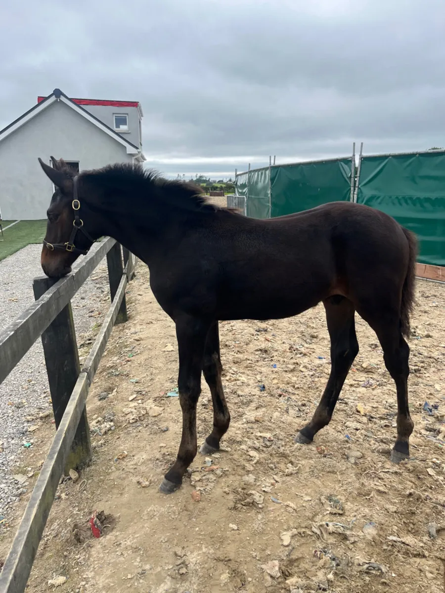 Smashing Pegase Vant Ruytershof Colt - Image 4