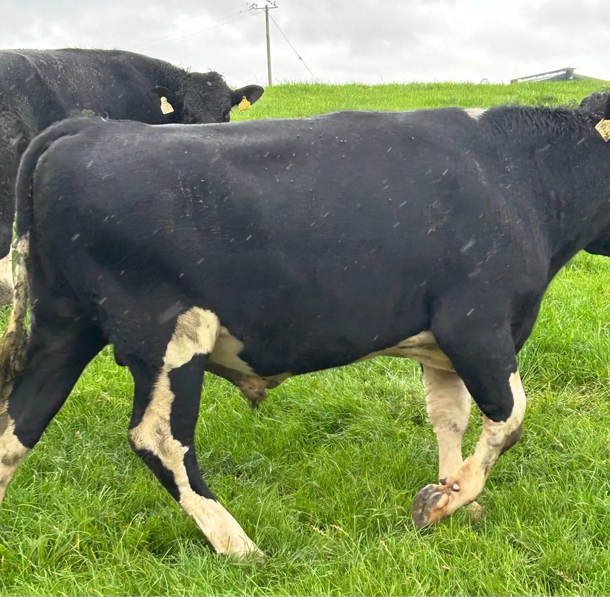 2 Friesian bulls - Image 3
