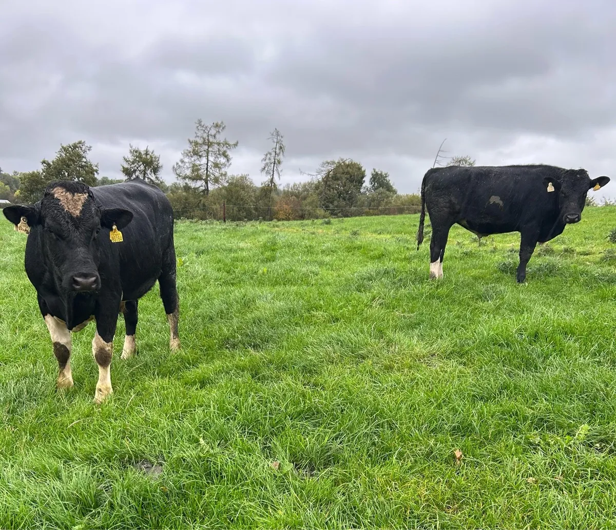 2 Friesian bulls - Image 1