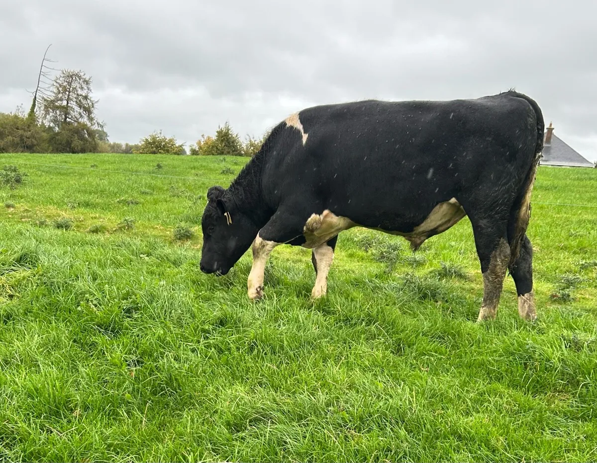 2 Friesian bulls - Image 4