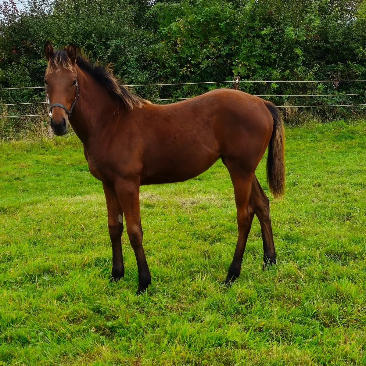 MAYSON filly foal for sale - Image 1