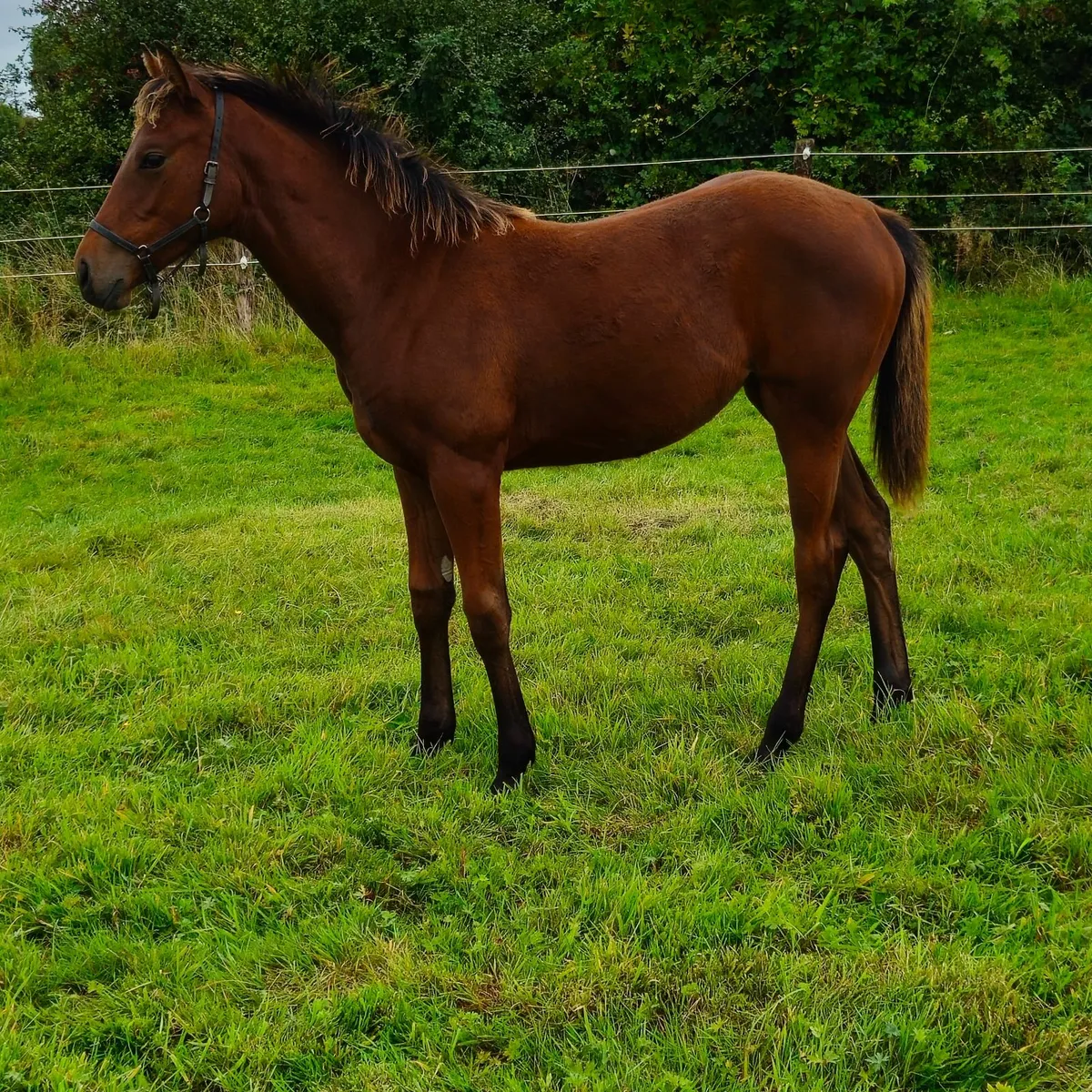MAYSON filly foal for sale - Image 2