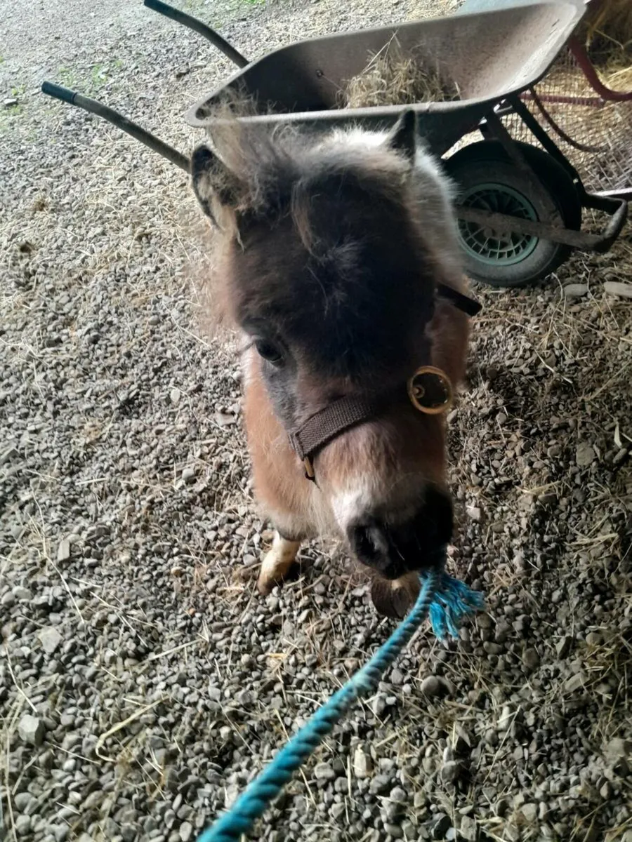 Miniature foal - Image 1