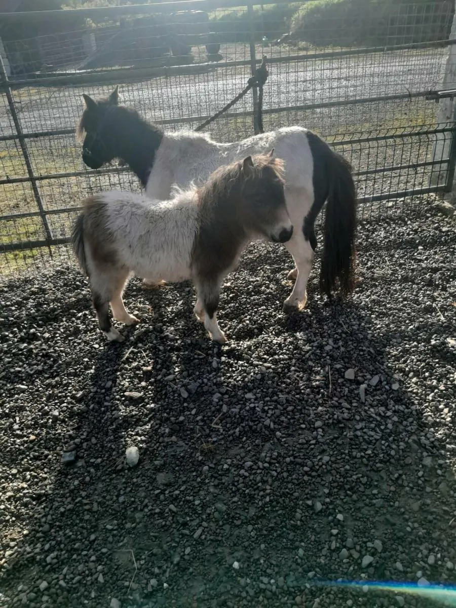Miniature foal - Image 2