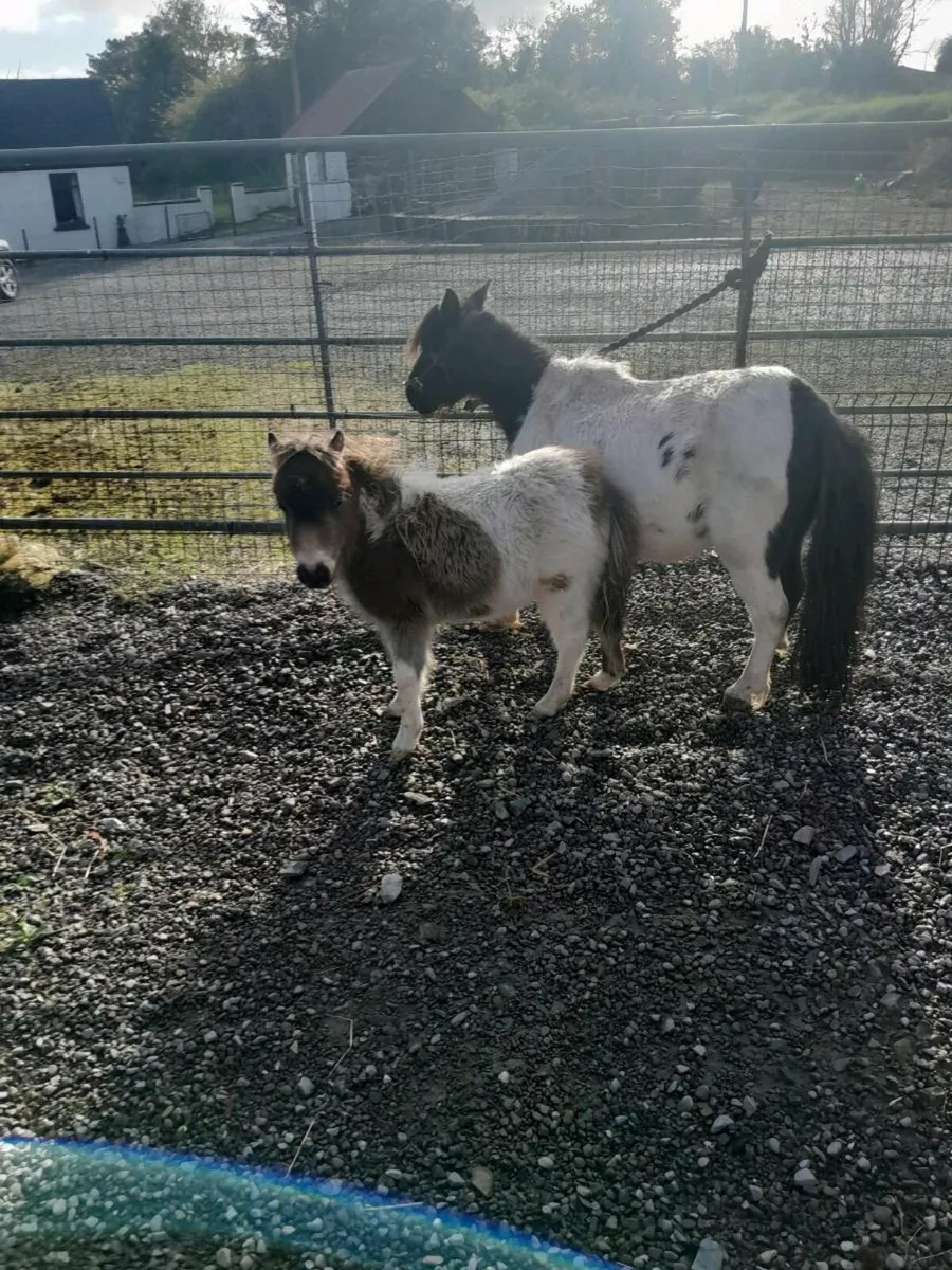 Miniature foal - Image 3