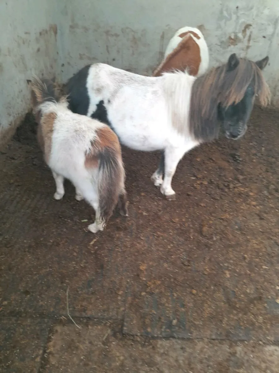 Miniature foal - Image 4
