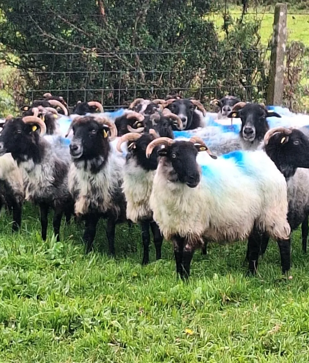 Mayo Horned Breeding Ewes - Image 1
