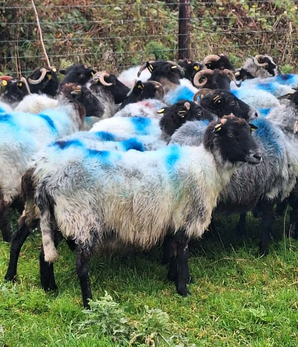 Mayo Horned Breeding Ewes - Image 2