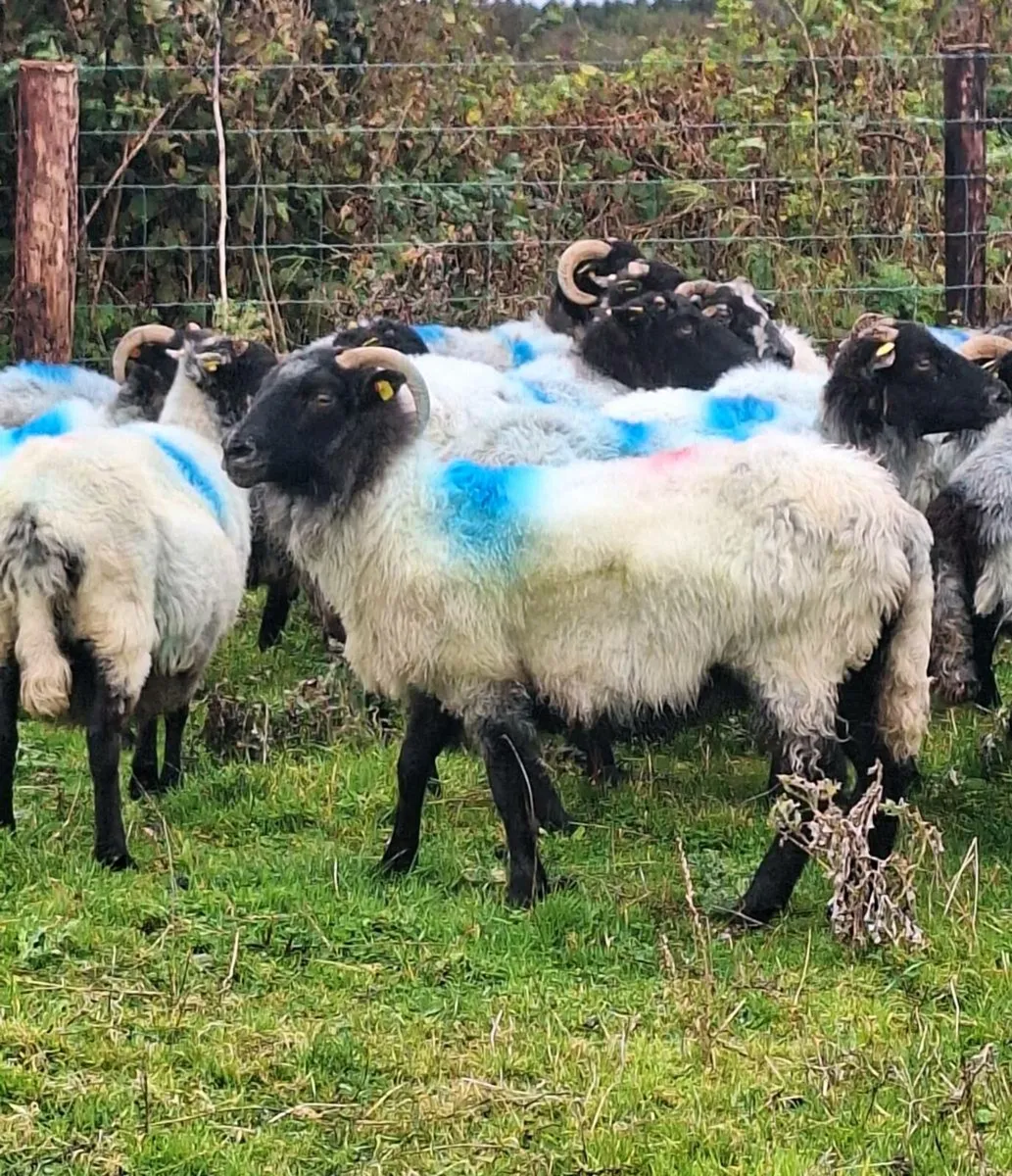 Mayo Horned Breeding Ewes - Image 3
