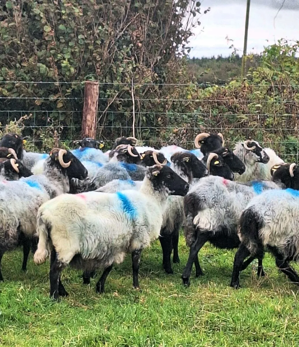 Mayo Horned Breeding Ewes - Image 4