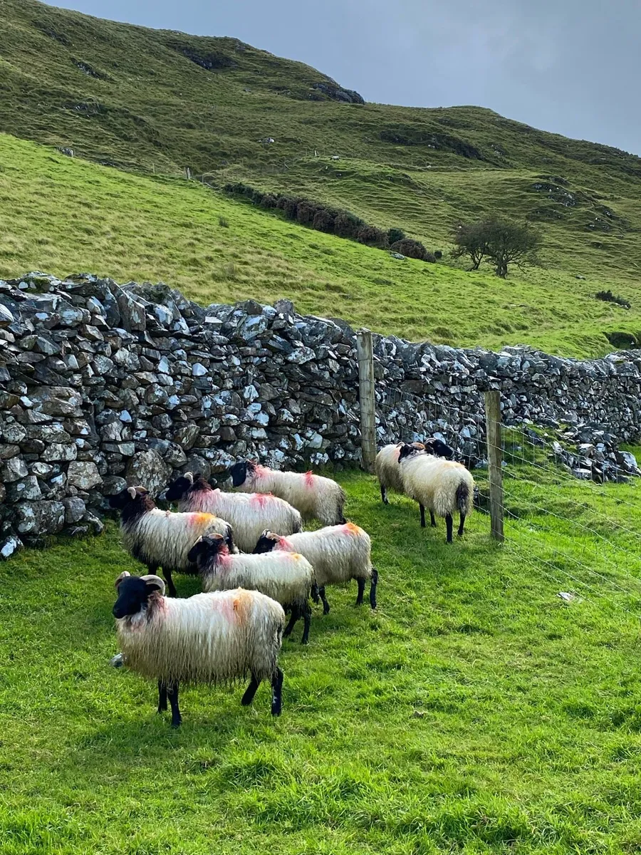 Ewe Lambs - Image 1