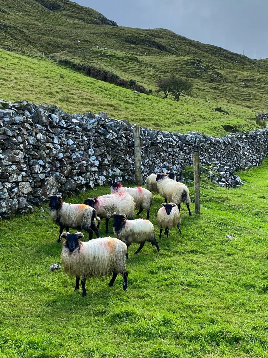 Ewe Lambs - Image 2