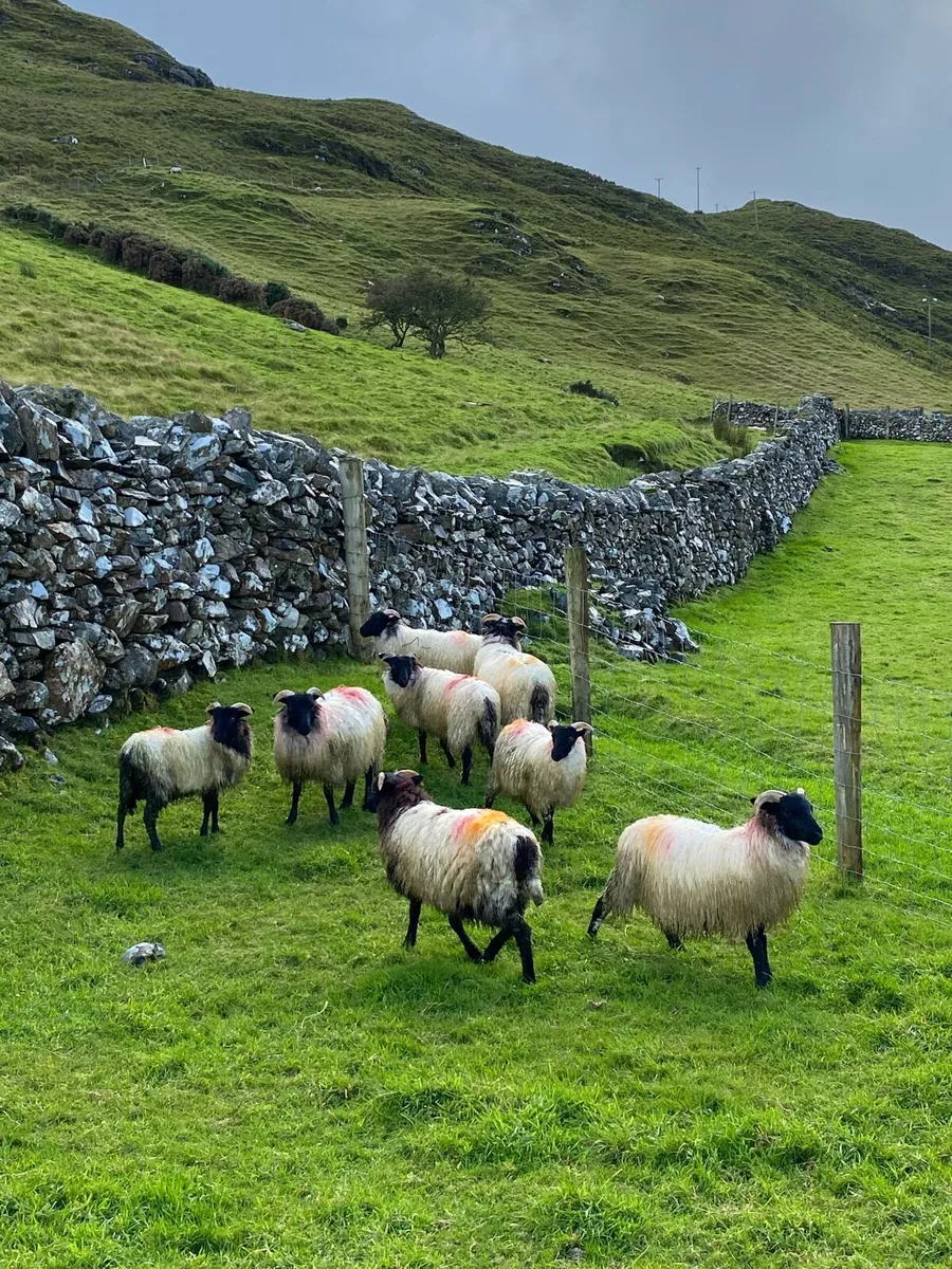 Ewe Lambs - Image 3