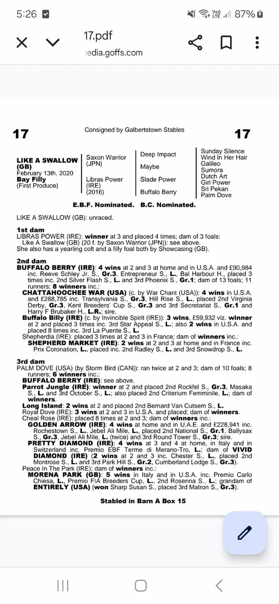 MAYSON filly foal for sale - Image 4