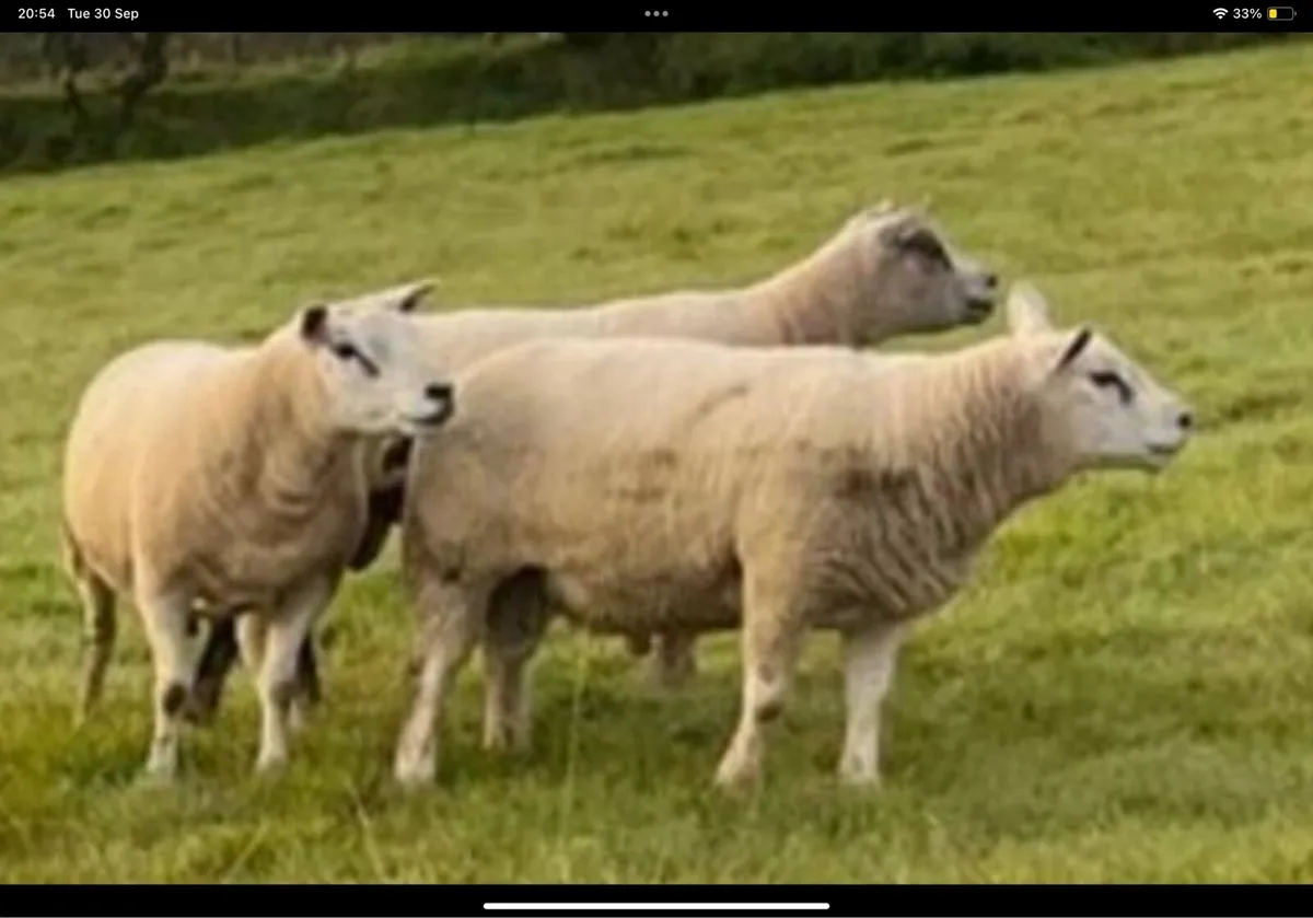 Texel & Charolais Rams - Image 2
