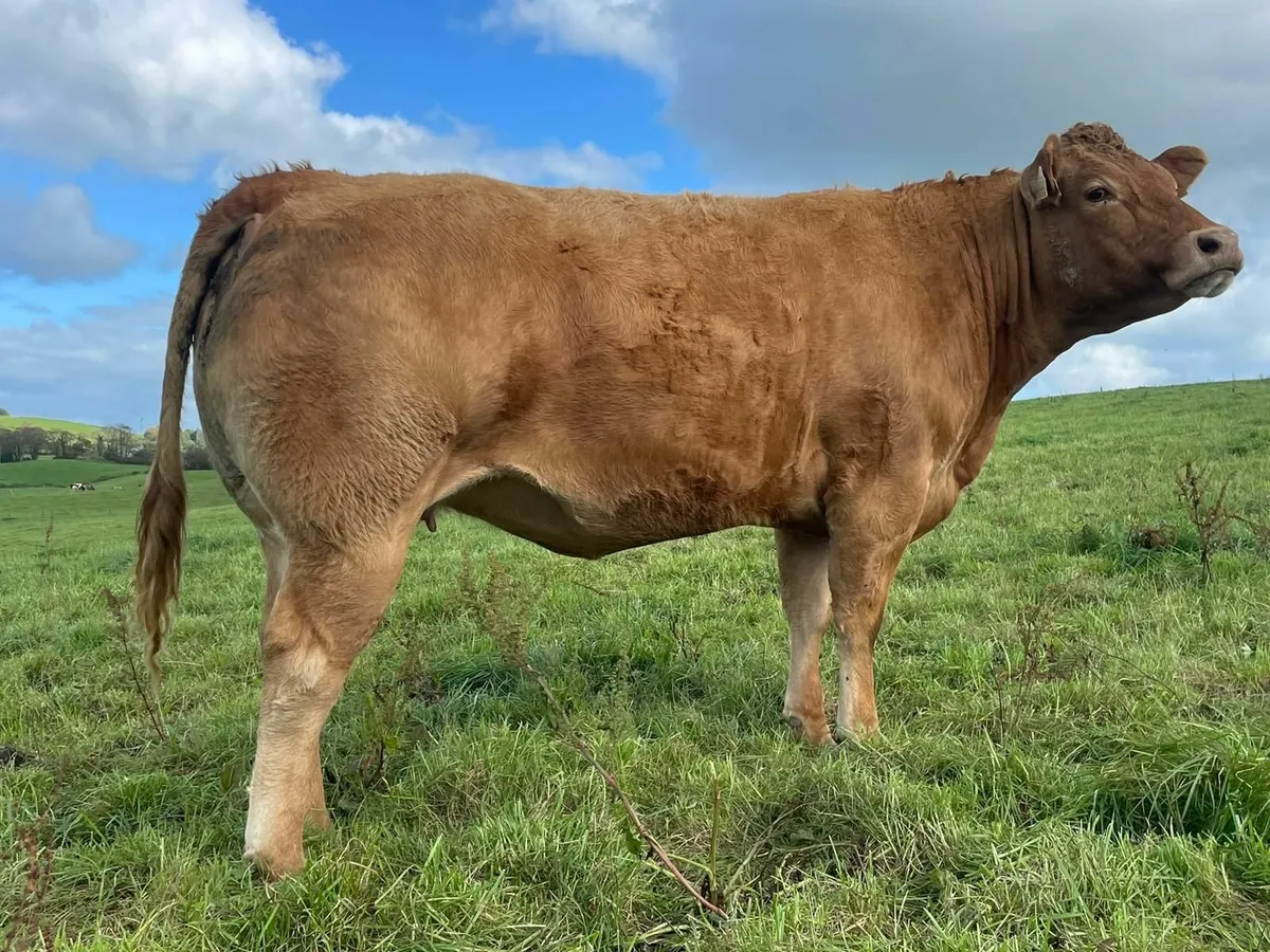 5☆ Incalf Heifer for Gortatlea Mart - Image 3