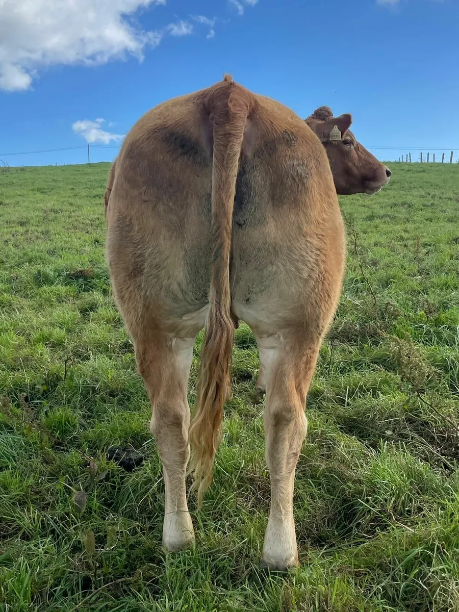 5☆ Incalf Heifer for Gortatlea Mart - Image 4
